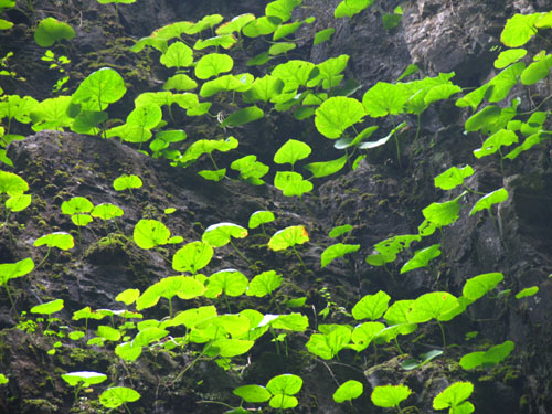 河北野三坡百里峡-独根草图片,河北野三坡百里